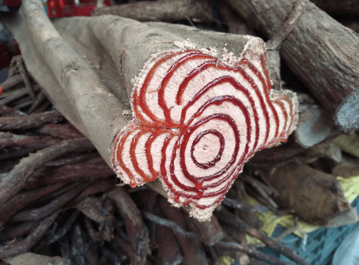 生于林中,人称"密花豆",用处堪比丹参,如今想挖不好找,珍贵_花友_植物