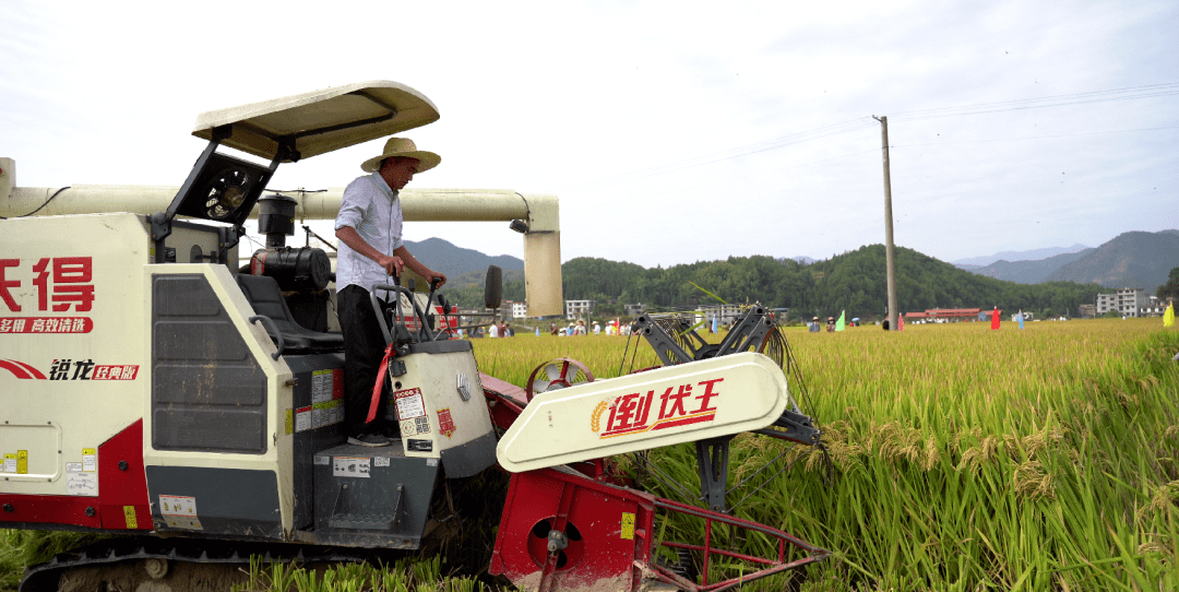 此次基地第一示範片種植的是甬優1538品種,於今年5月中旬開始插秧,畝