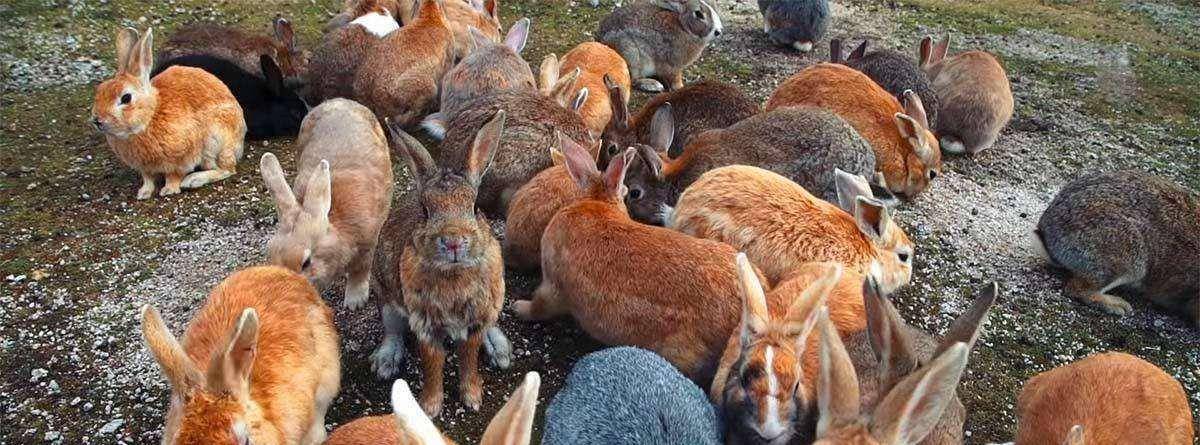 "人兔大战"澳大利亚完败,超100亿野兔成灾,当地人却不吃_兔子_澳洲人