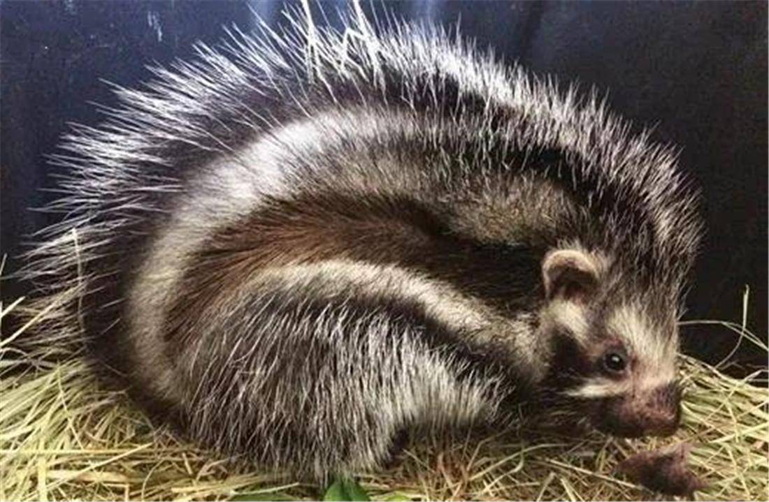 毒鼠啃下箭毒树的皮,用嘴巴嚼细抹在身上,大象舔上几口也会倒地_有毒