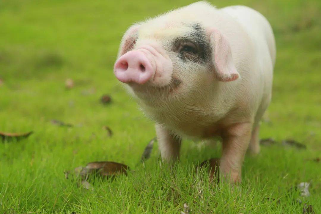 千年荣昌猪 | 美味永流传_chang_rong_养殖