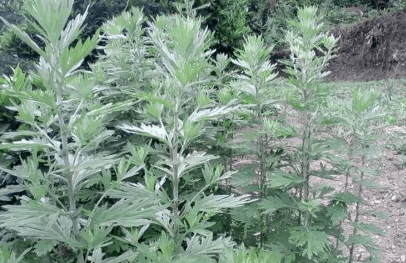 艾叶的药用历史_应用_我国_公元前