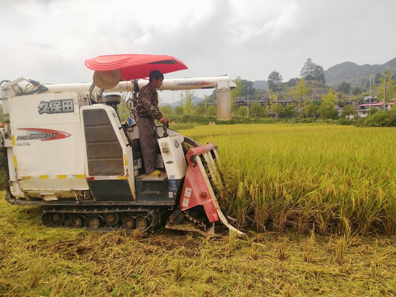凯里碧波镇水稻机械化收割率超90%_坝区_机器_收割机