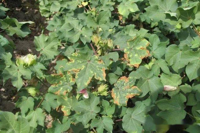 在生物学上我们根据不同棉花品种对枯萎病和黄萎病的耐受程度和感病