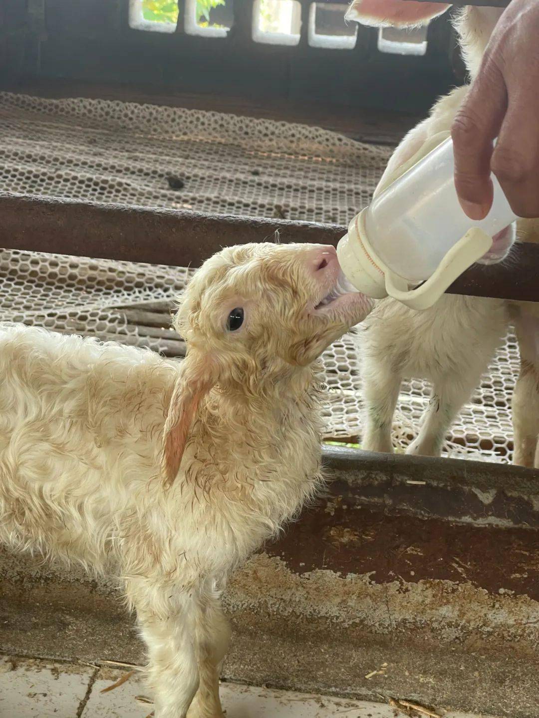 在兰溪市诸葛镇万兴湖羊养殖场,负责人吴宏滨正细心地给小羊羔喂奶粉.