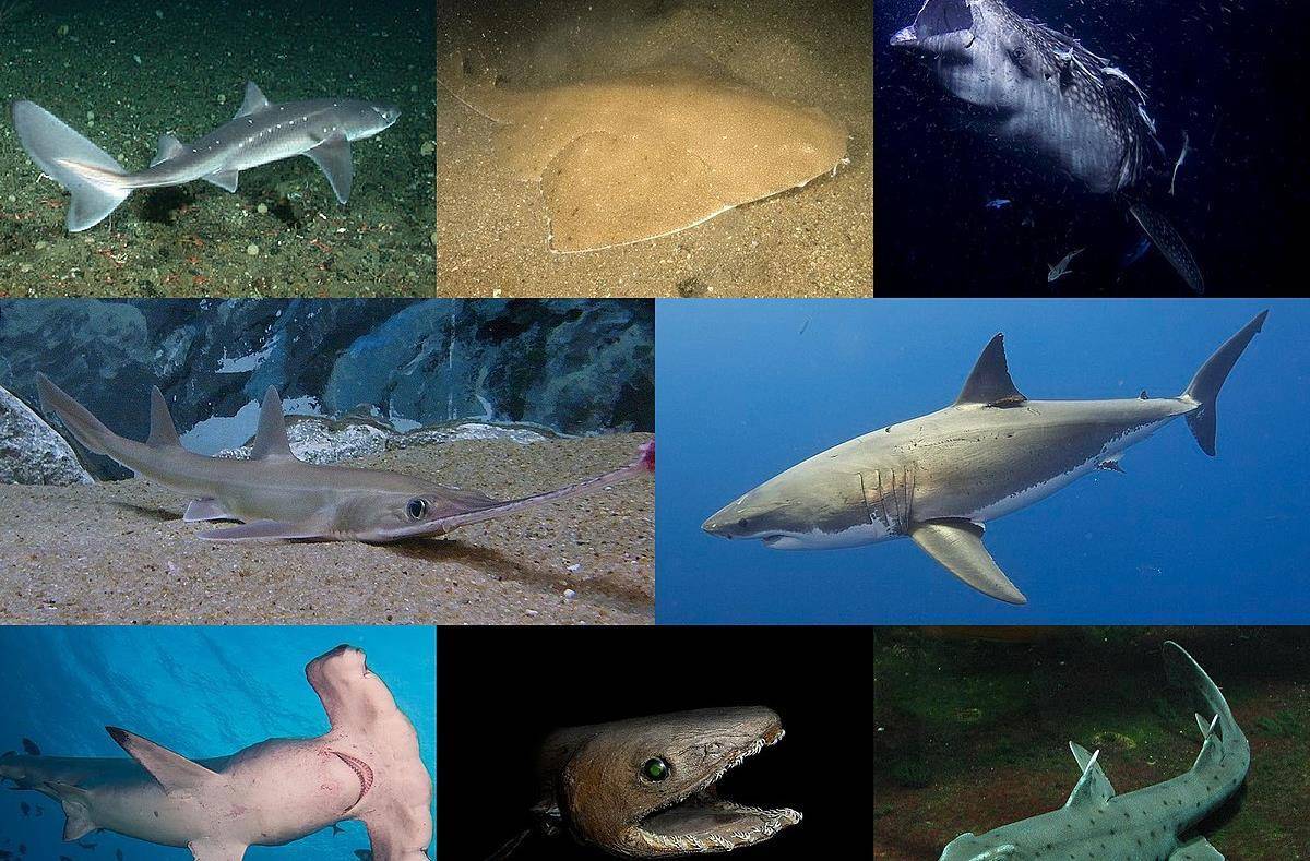 鲨鱼究竟能长多大？史上最大的鲨鱼经常被渔民误捕，而且出海就死_搜狐网