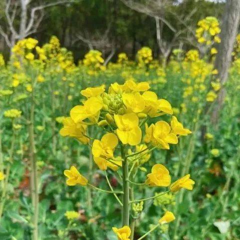 南方冬闲田油菜生产全程机械化技术指导意见_进行_秧盘_种子