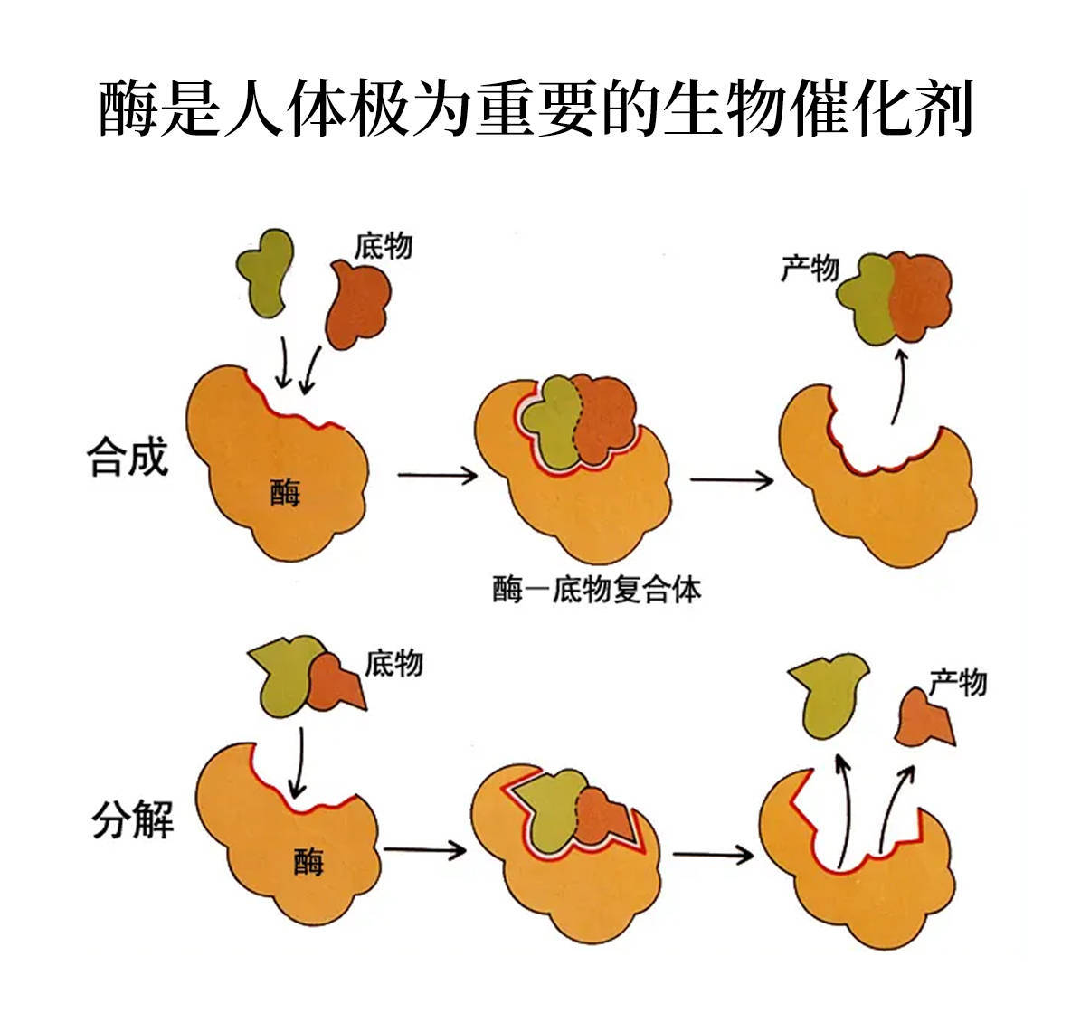 酶是人体极为重要的生物催化剂,是由人体细胞产生的,对于底物具有特异