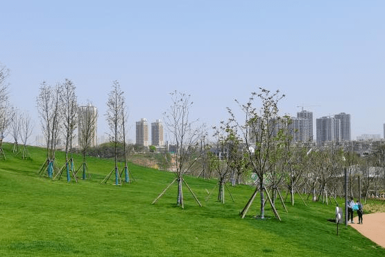 大廠桃湖公園榮獲南京市優質工程獎!_投資集團_綠化_景觀