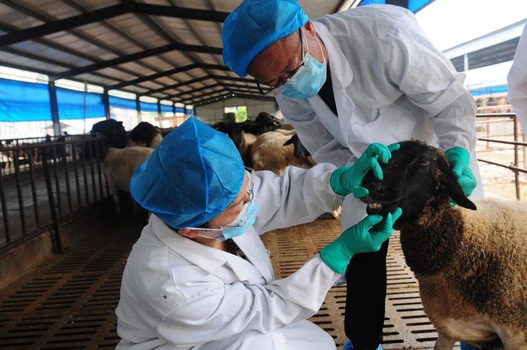 《管理办法》细化了执业兽医资格考试和执业兽医,乡村兽医备案规定.