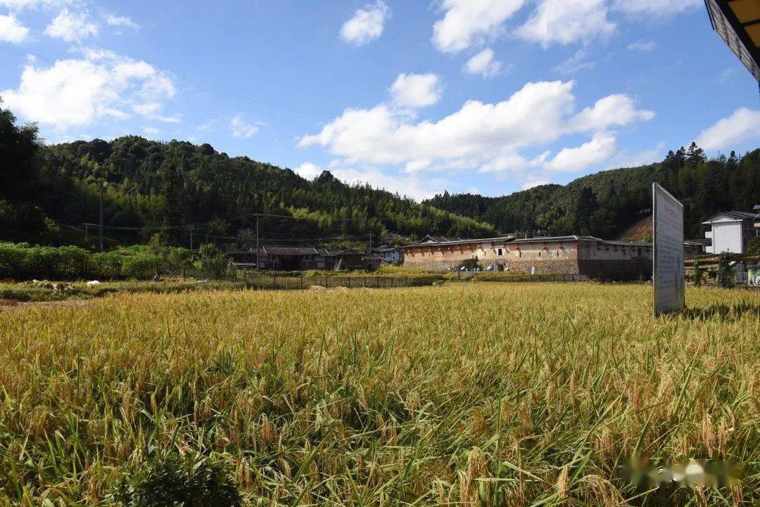 在大田县济阳乡巨型水稻种植基地里,一丛丛挺拔的稻杆,一串串饱满金黄