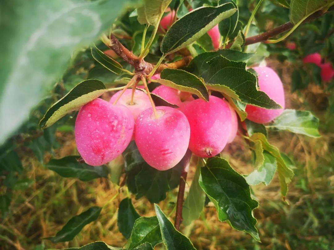 产地食材67 ▎长自新疆天山南麓的香妃海棠果,酸甜适口,果香浓郁,有