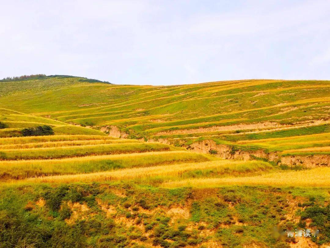 【寻美青海·图】互助县丹麻镇的庄稼丰收了_整治_索卜沟_土地