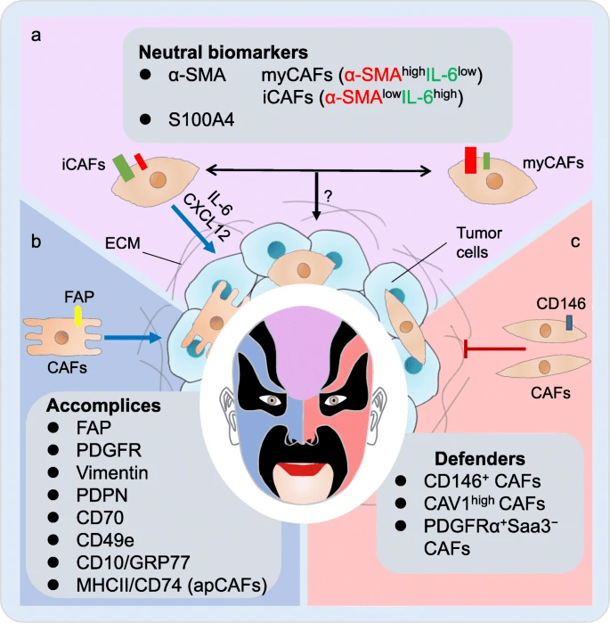 一张图、一张表，了解癌症相关成纤维细胞的生物标记物_肿瘤_研究_标志物