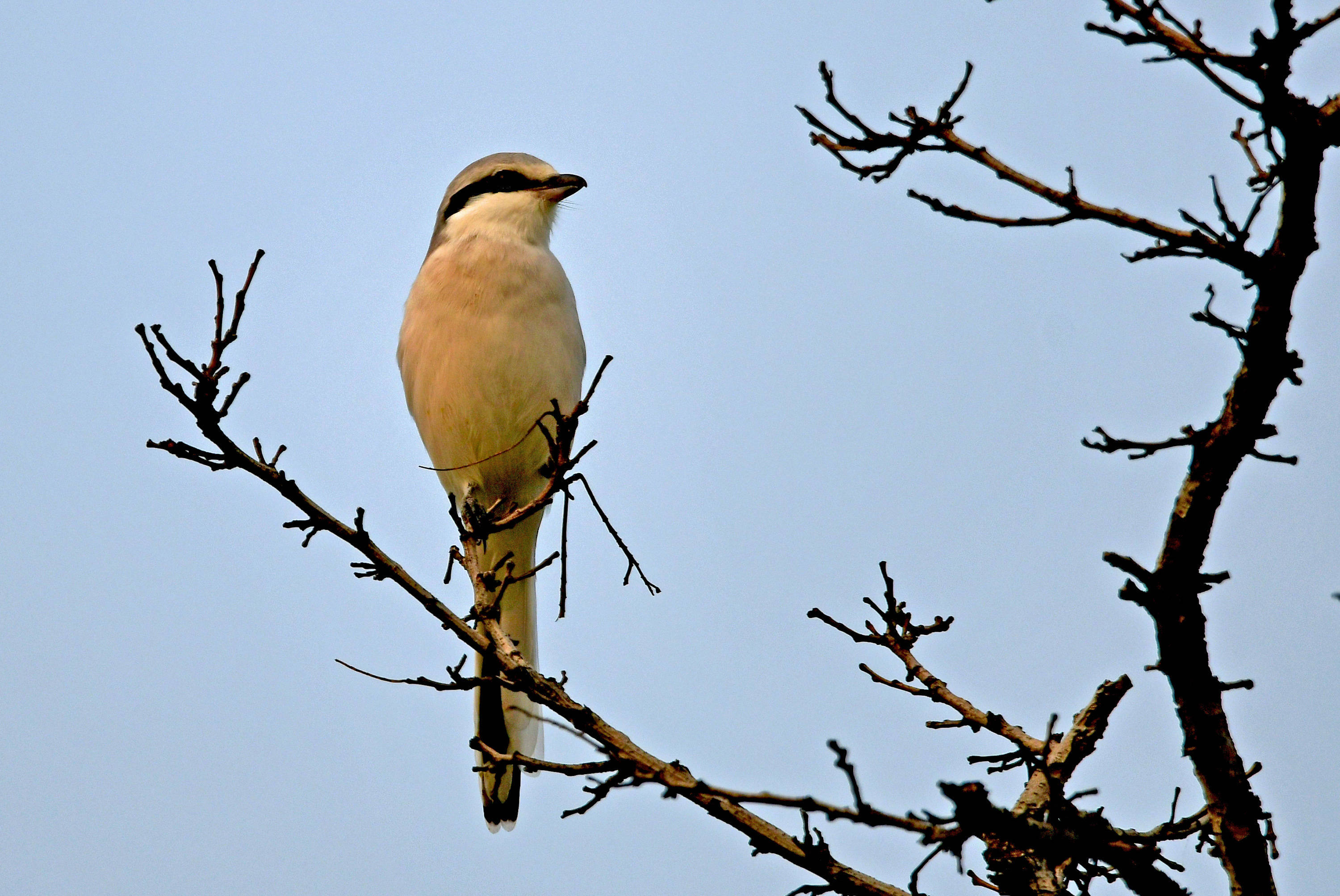 (六)栖息在山林灌丛和草地——楔尾伯劳_保护_树冠_猎物