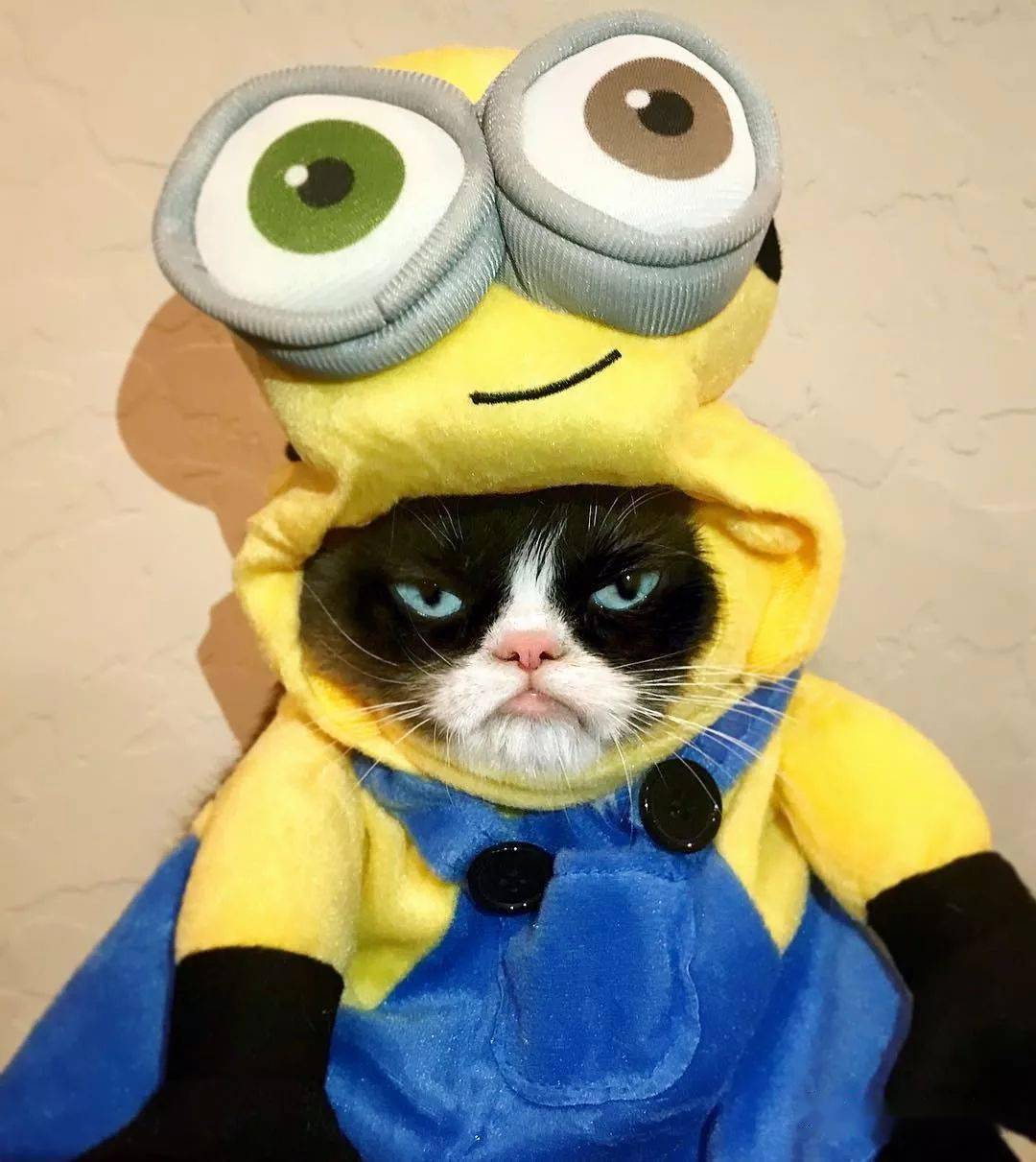 凭一张不爽脸走红网络,这只给我们贡献了无数欢乐的不爽猫,rip_tardar