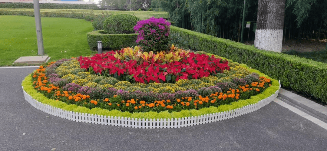 情人节路边花坛图片