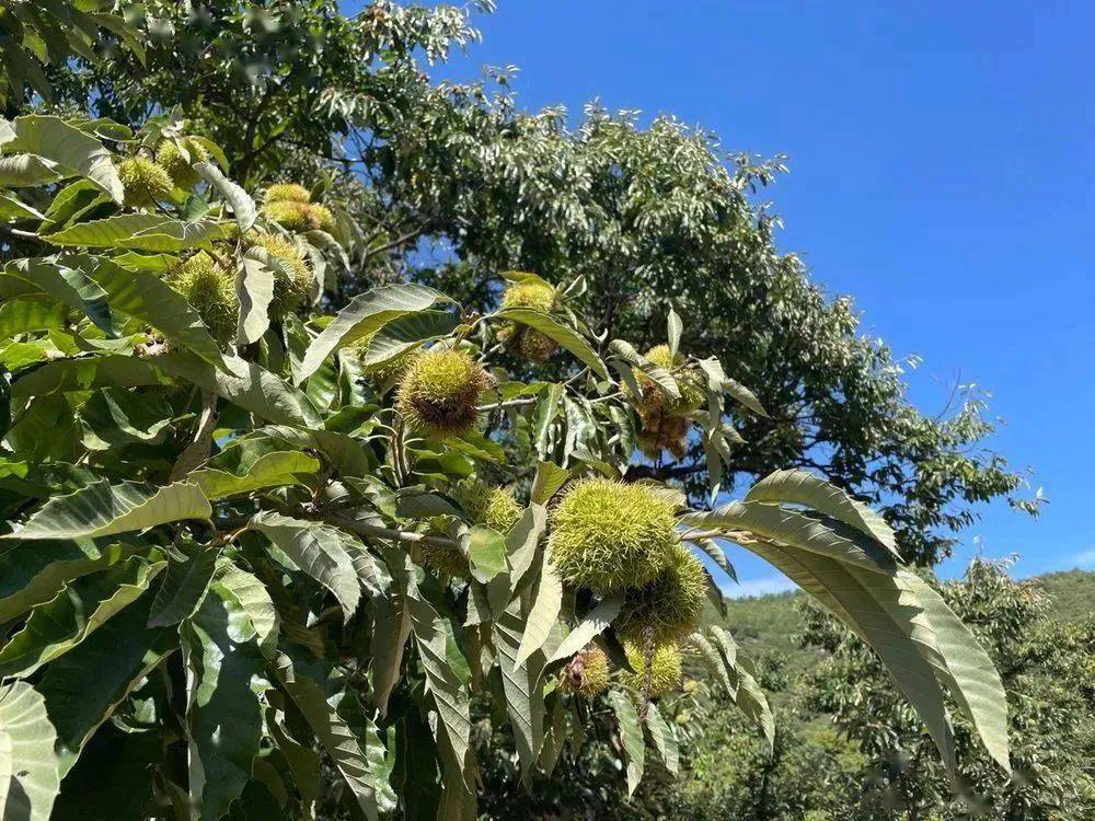 【长城脚下新农村】渤海镇明清板栗园:古栗树的新生机_李思鹏_种植