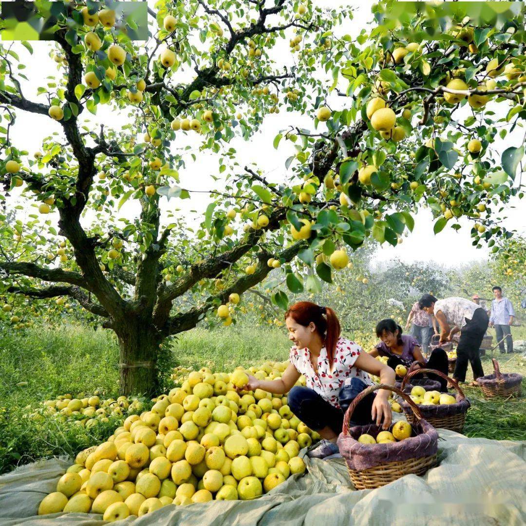 酥梨飘香"照"丰年!"砀山梨园瞰金秋​"摄影名家采风活动作品展_乡村