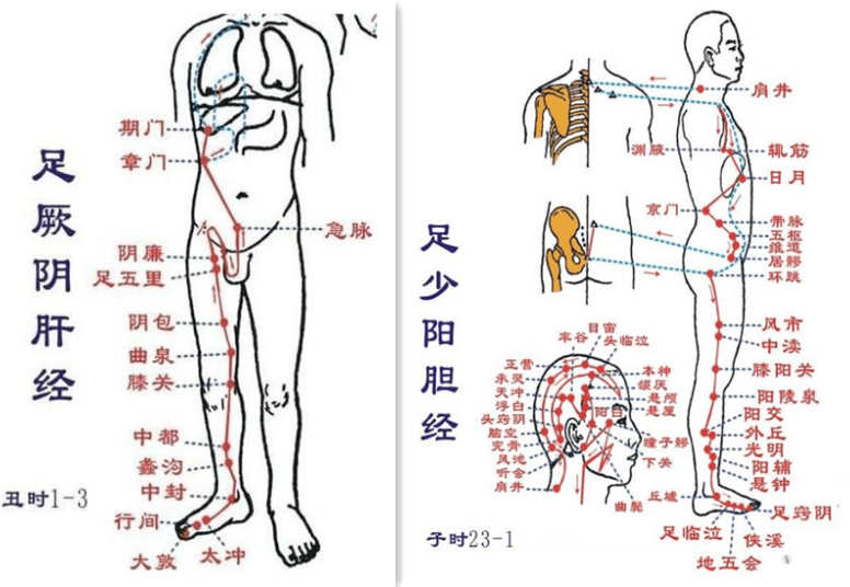 胆经的准确位置图肝胆图片