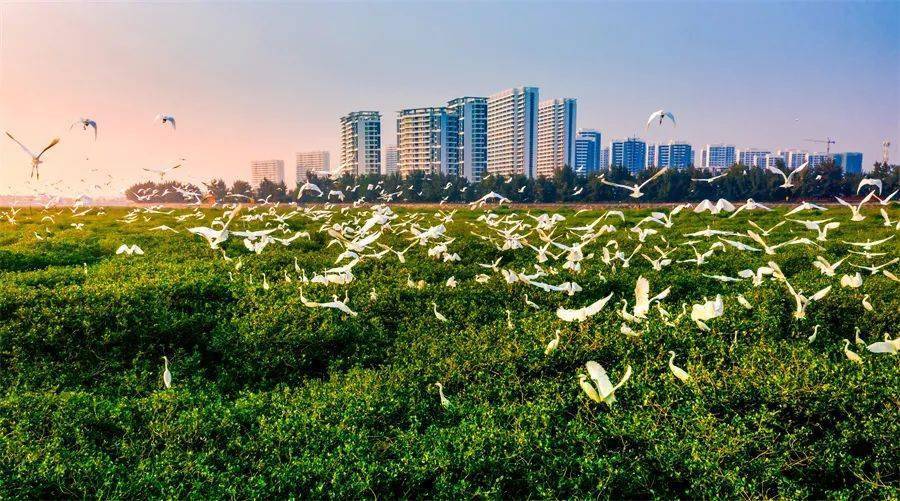 北海之变，银海十年！_城市_变化_乡村