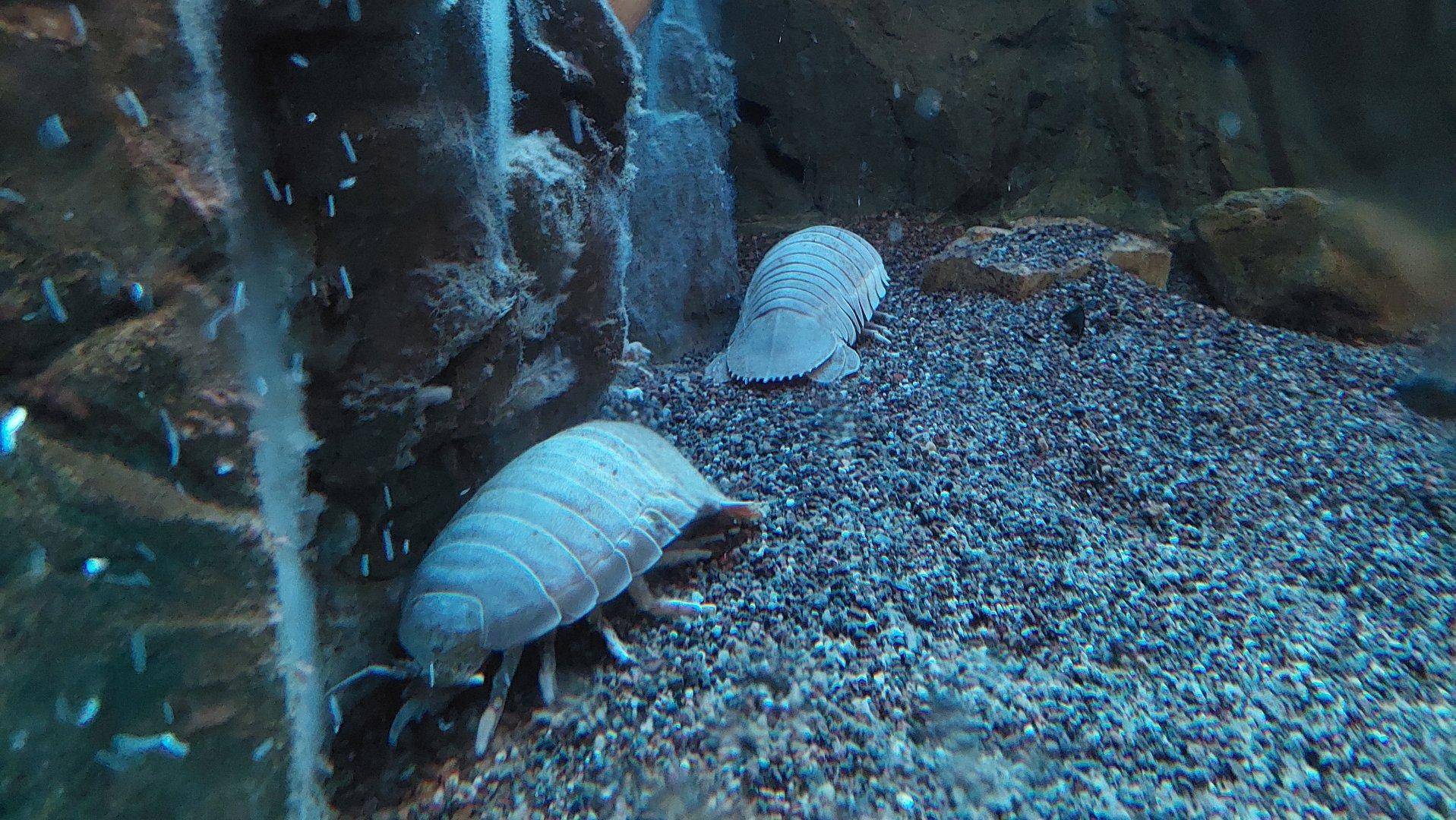 "深海巨虫"能捕食鲨鱼,却被人端上了餐桌,它味道真的好吗?