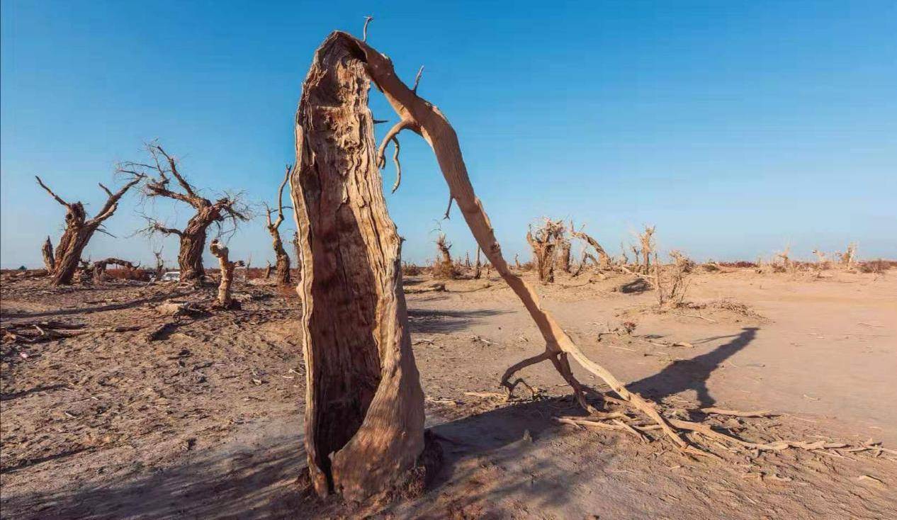 新疆大漠的“植物化石”，枯倒千年不腐？网友：最孤独的植物