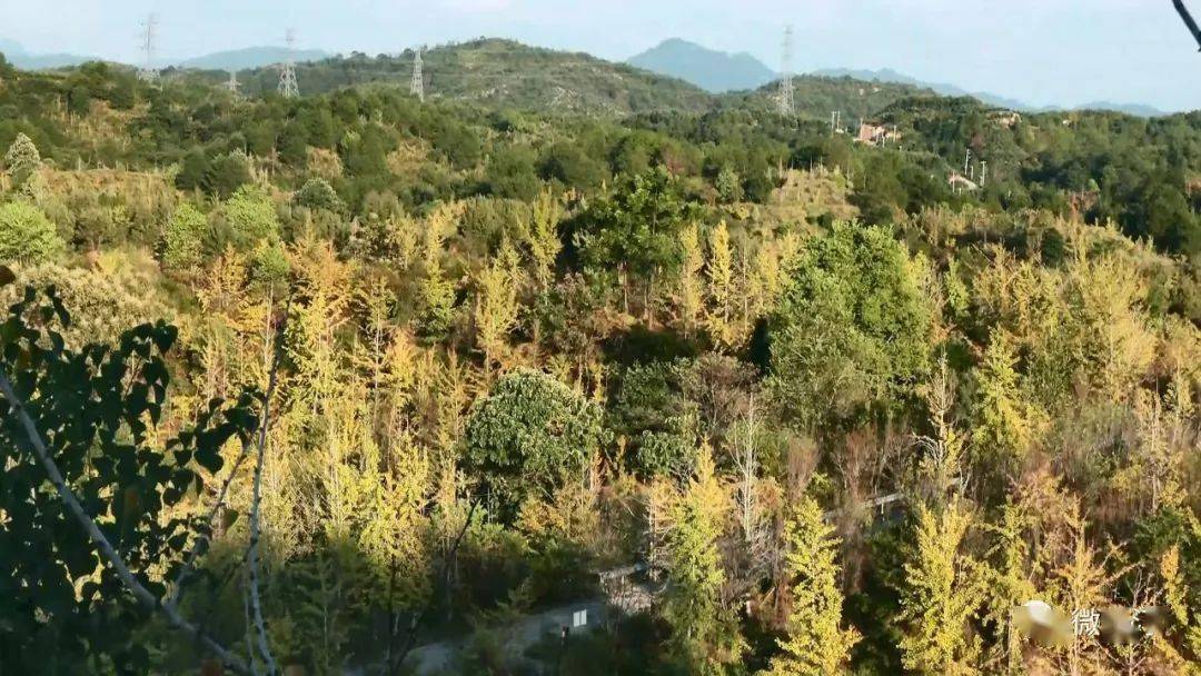 长汀县策武镇南坑村:银杏黄秋色美 引爆乡村游_游客_建设_市民