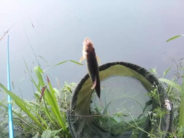 全程图文记录最原生态的一次钓行,用水蜈蚣做钓饵_白条_钓鱼人_钓友