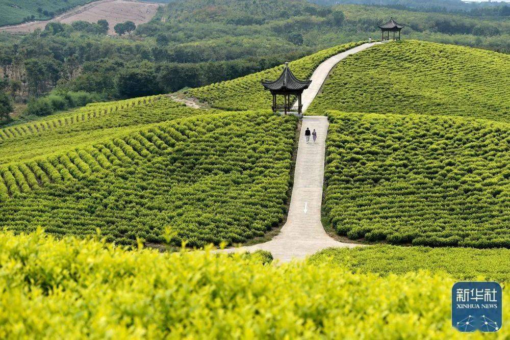 9月27日拍摄的安徽省郎溪县涛城镇大佛山养心谷黄金茶园(无人机照片).