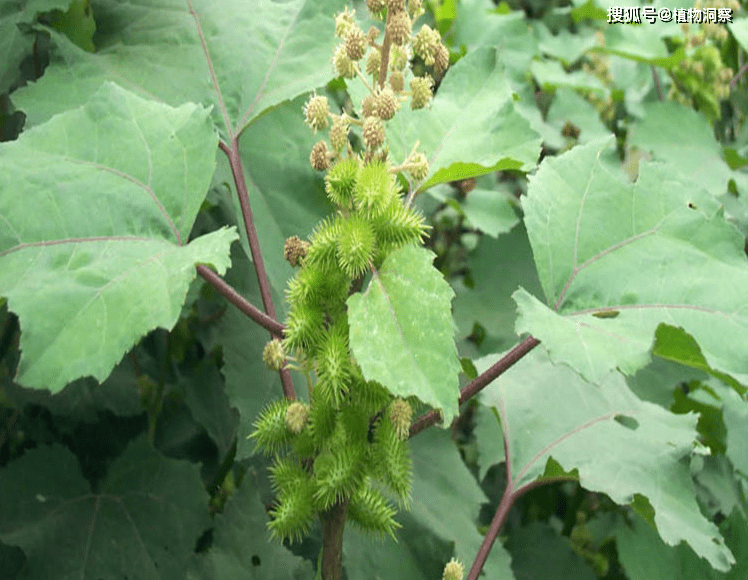 苍耳_作用_中药材