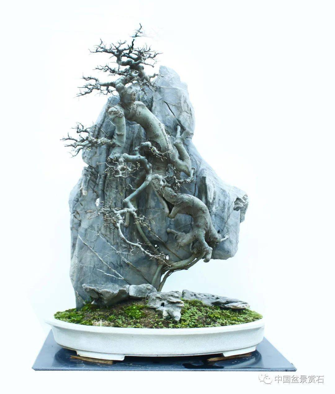 高100cm 梁振华藏品"三阳开泰" 雀舌黄杨(附石) 高60cm 龙川盆景艺苑
