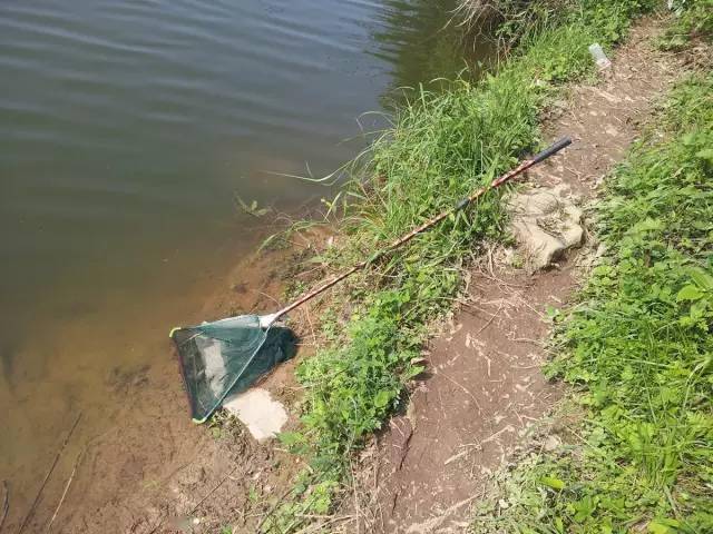 全程图文记录最原生态的一次钓行,用水蜈蚣做钓饵_白条_钓鱼人_钓友