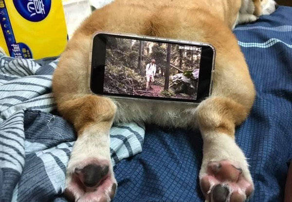 柯基的小短腿还有此等妙用_狗狗_网友_妈妈