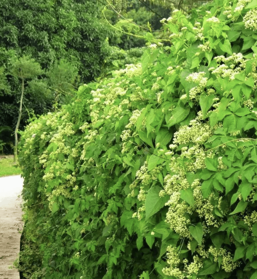 薇甘菊的危害图片