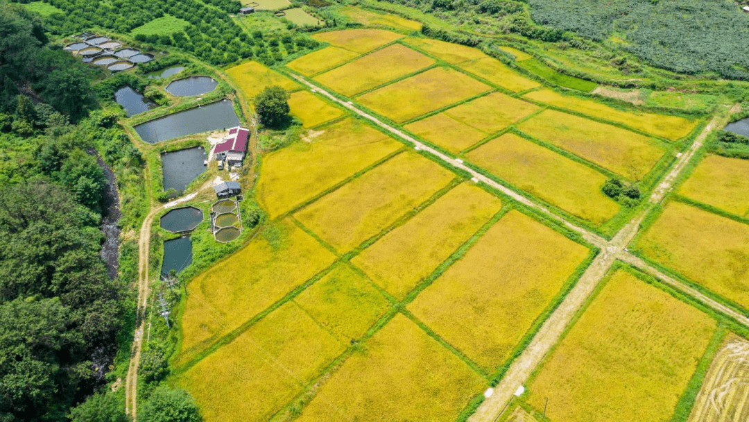 【赣州三农】龙南市九连山镇:打好"三张牌" 建好"高标田"_农田_建设