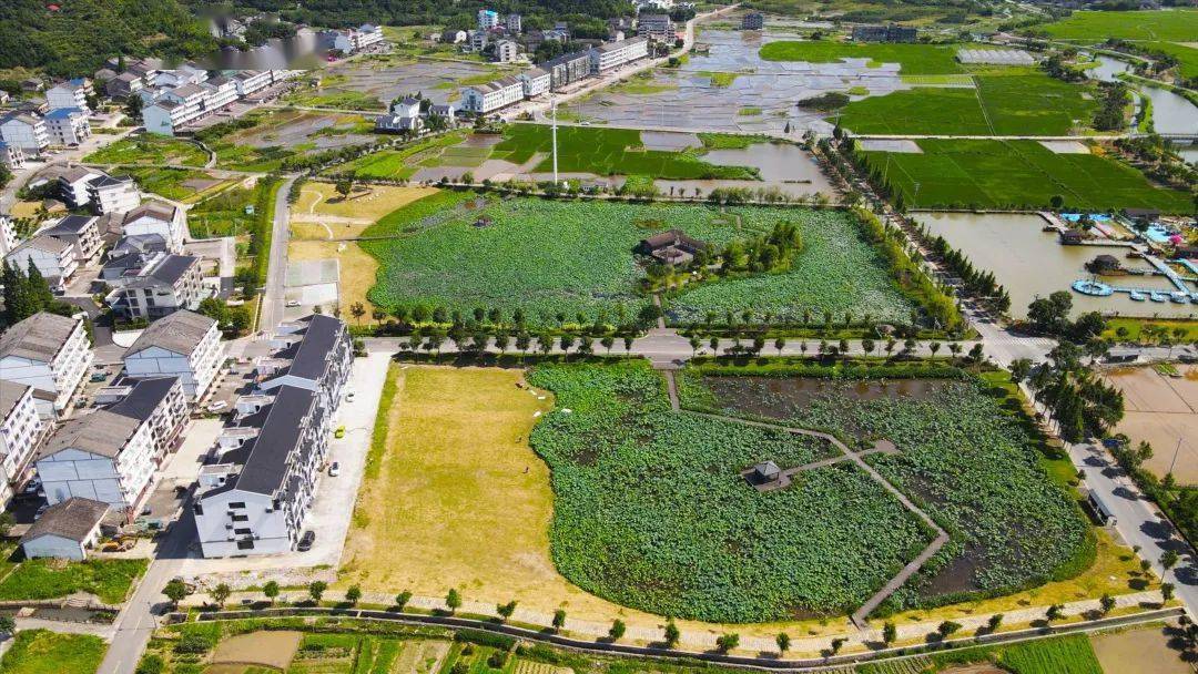 瑞安这两个村庄,优秀!_曹村镇_阳村_乡村