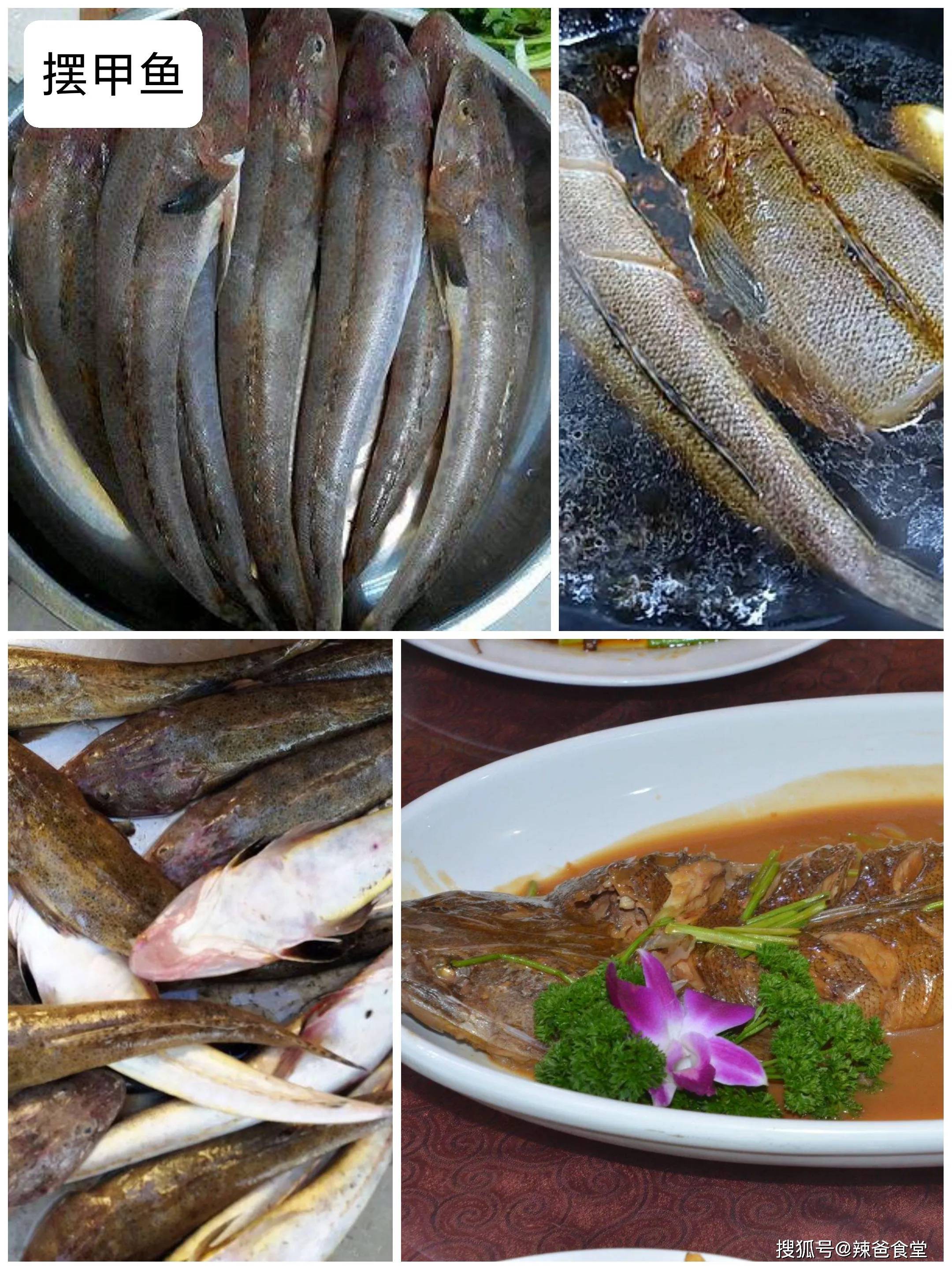 摆甲鱼,也称为辫子鱼,山东沿海很多,生活在近海的底层,头部呈三角状