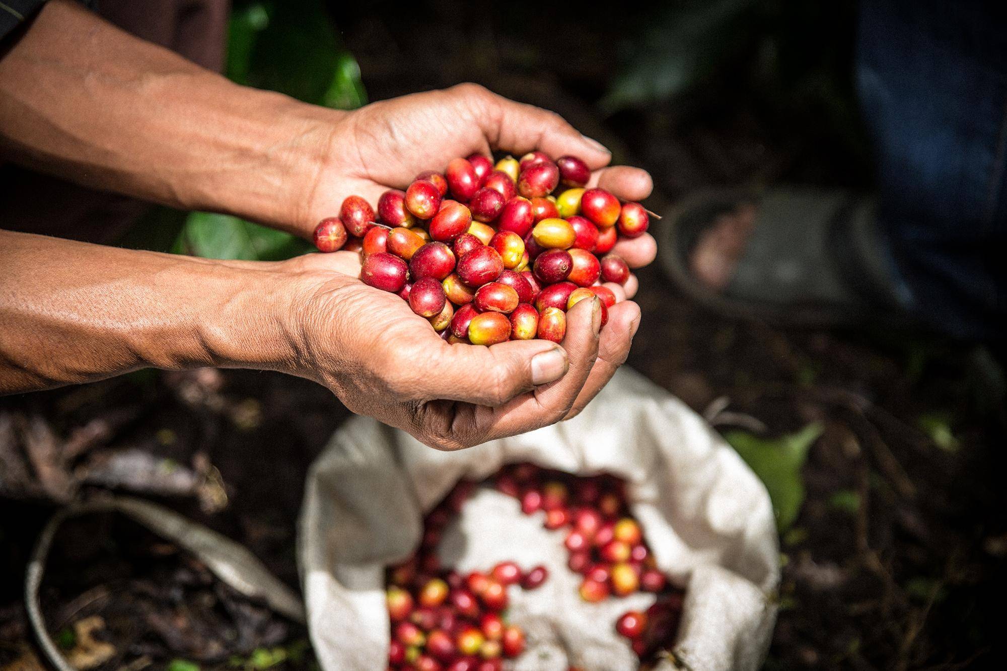 一份超详细的咖啡终极指南来了_埃塞俄比亚_地区_牛奶咖啡