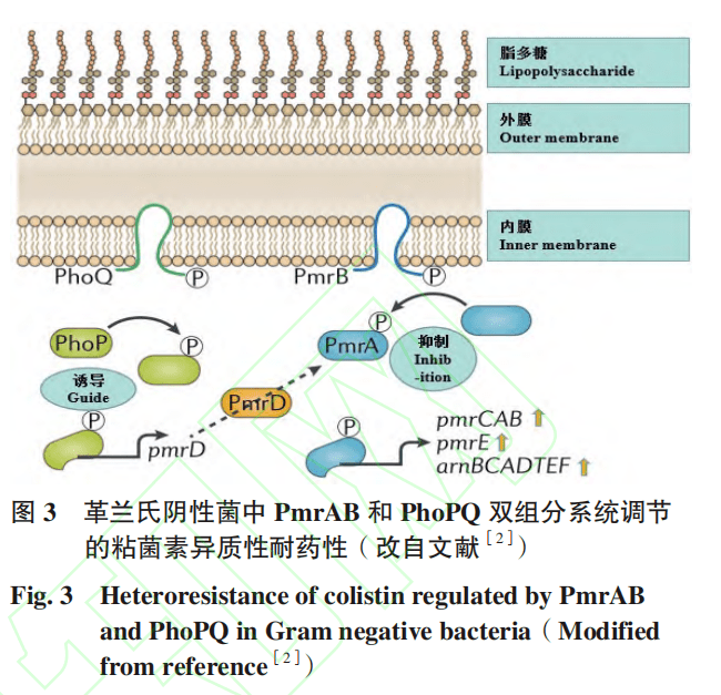 亮點文章 | 大腸埃希菌異質性耐藥的研究進展_coli_耐藥性_機制