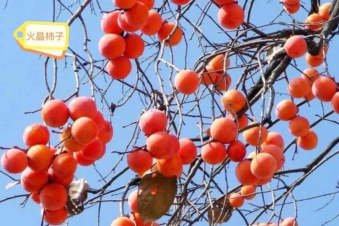 中国十大最美味的柿子