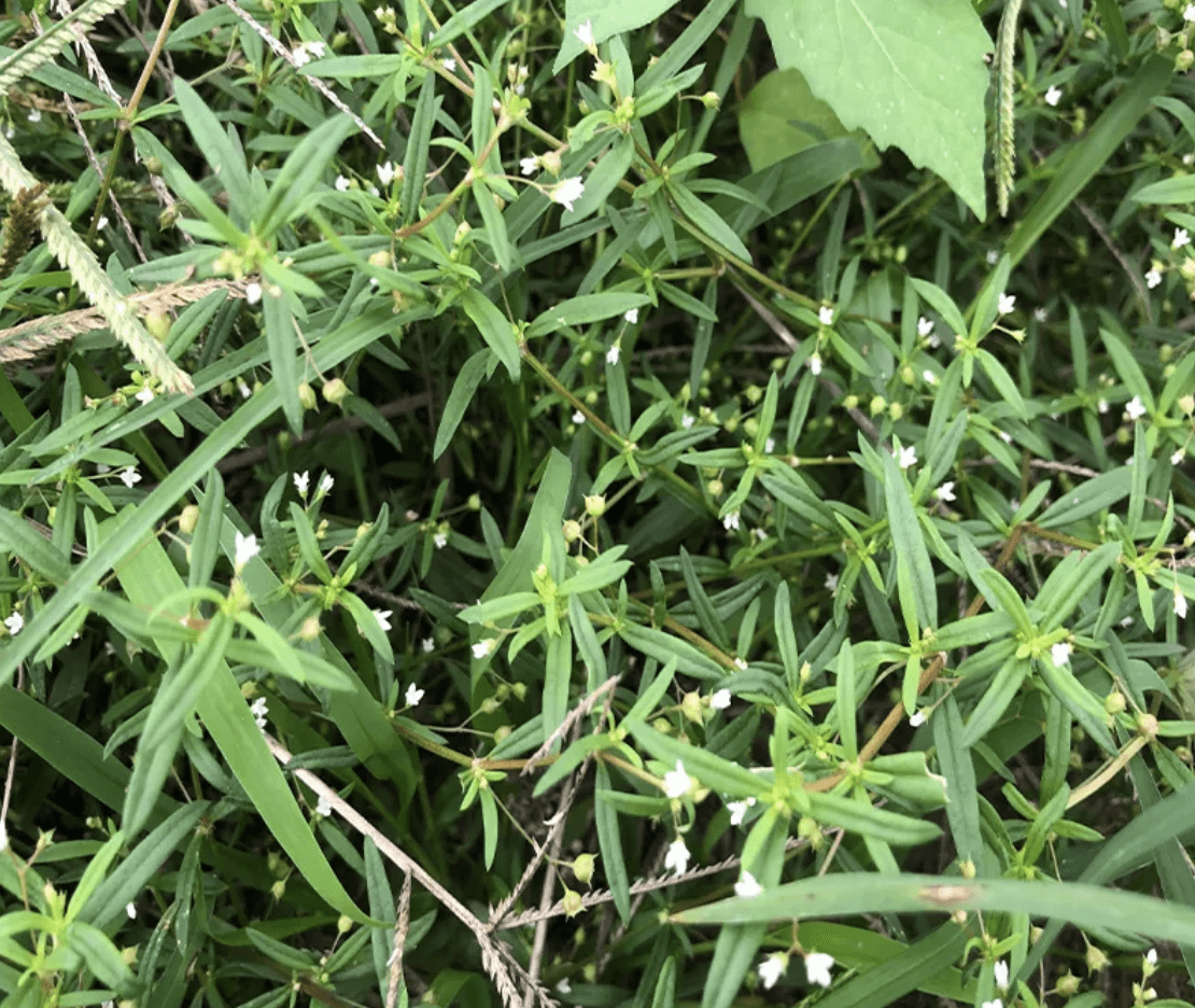 在河岸两旁,有1种伞房花耳草,全年都能开花,如今是珍贵的药草_植物_花