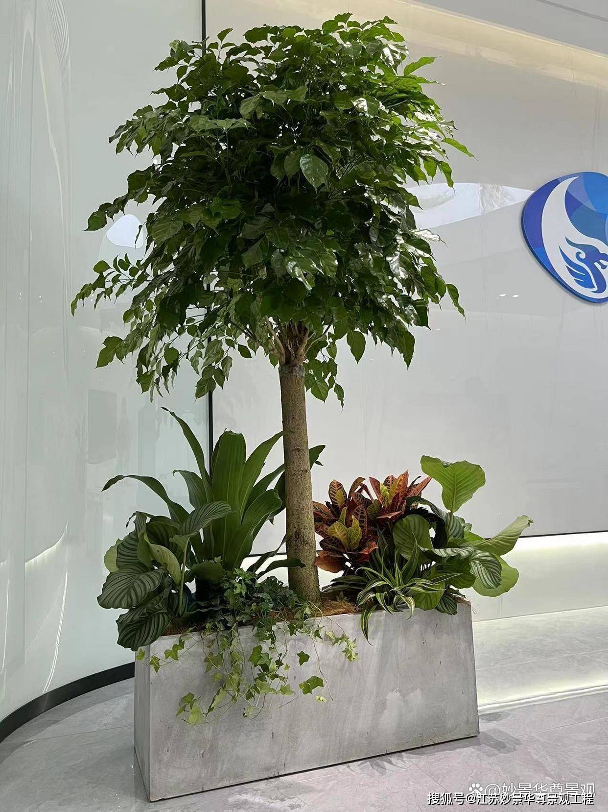 南京花卉绿植租赁公司_植物_工作_服务