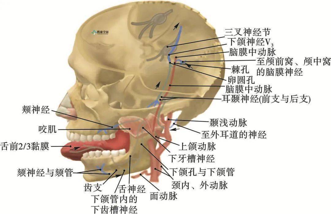 口腔下颚结构图图片