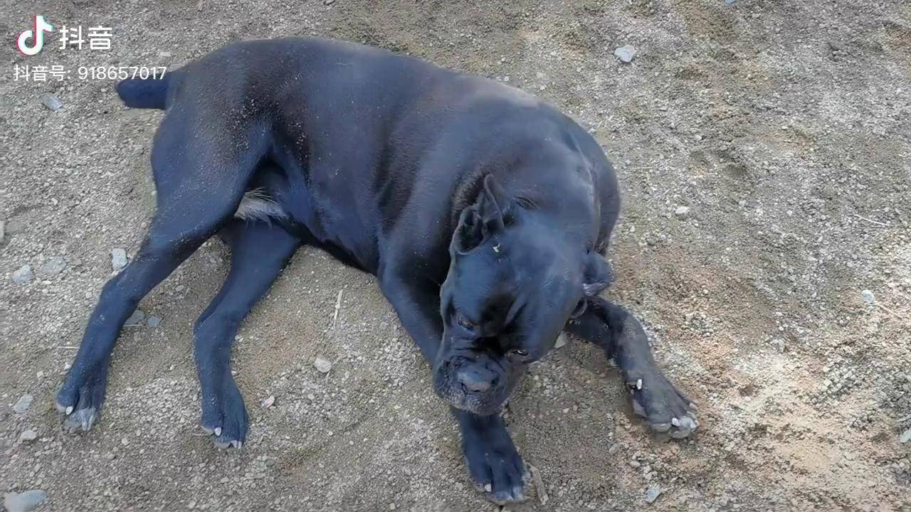 卡斯罗 小黑狗 狗狗 黑色拉布拉多_卡斯罗_黑狗_小狗
