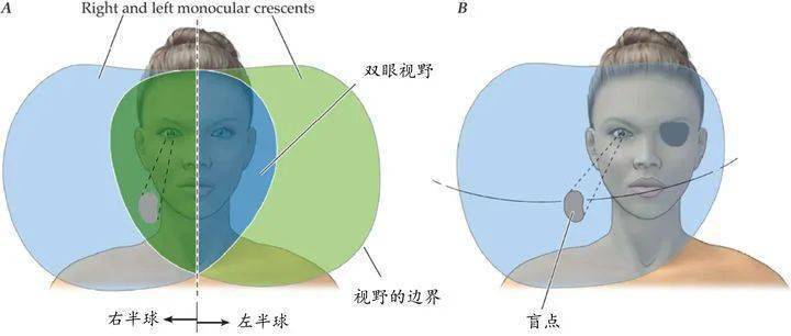 视网膜盲点图片