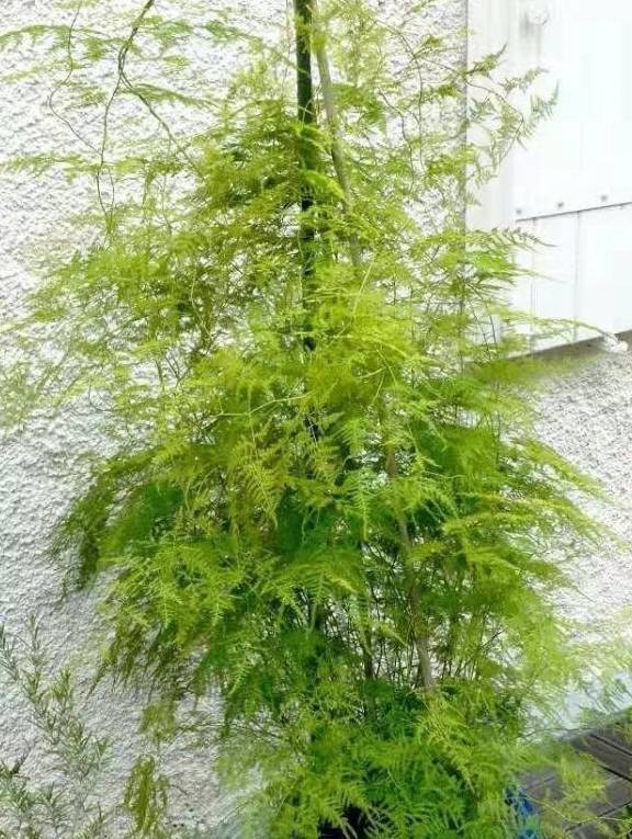 文竹叶子老发黄,狠心剪光,勤快喷水,两周枝叶长满整个花盆_盆栽_阳光