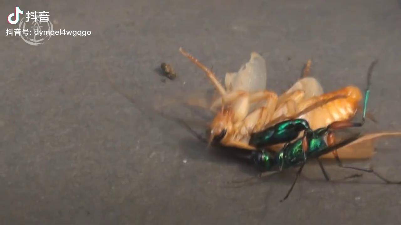被破体而出的蟑螂!神奇的寄生蜂!_寄生蜂_蟑螂