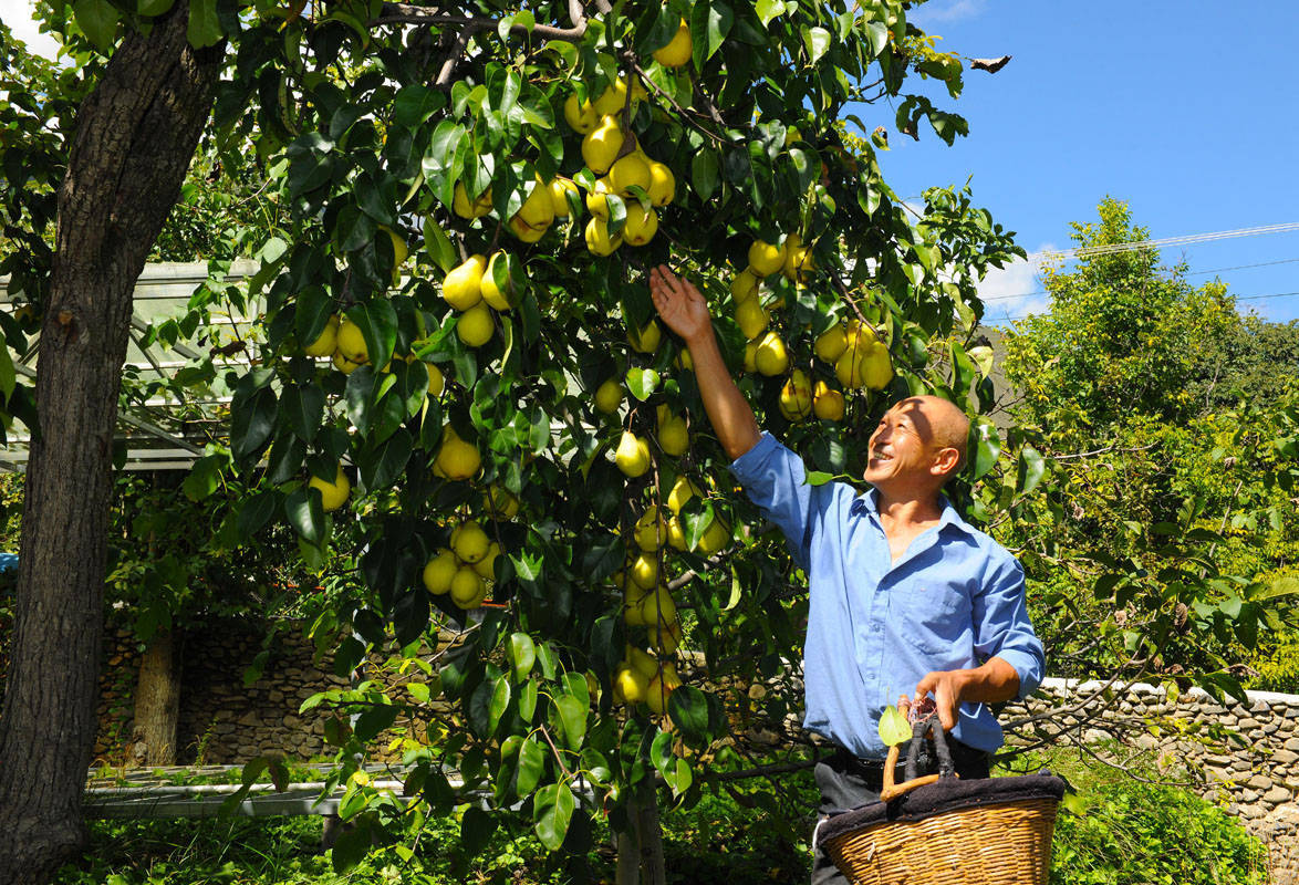 金川县:万亩雪梨喜丰收 摘下致富"金疙瘩"