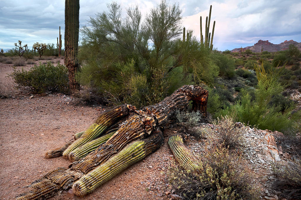早安·世界|飓风"朱丽叶"已在委内瑞拉造成22人死亡_时间_亚斯_仙人掌